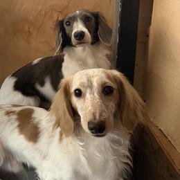 Dachshunds from CA_Dachshunds