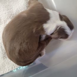 Australian Shepherd Puppies from Annie's Aussies