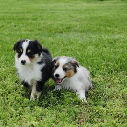 Australian Shepherd Puppies from Real McCoy Australian Shepherds