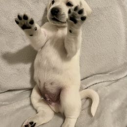 Labrador Retriever Puppies from Moca's Labrador's