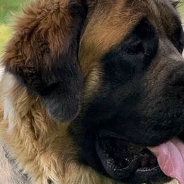 Mastiffs from Storytime Mastiffs
