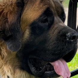 Mastiffs from Storytime Mastiffs