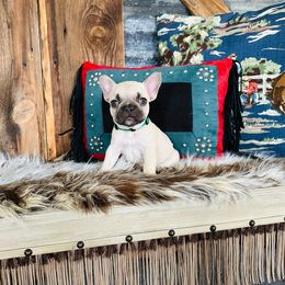 Green - Fawn and white French Bulldog puppy in Jordan Valley, Oregon from Floating Feather Frenchies