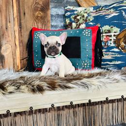 Green - Fawn and white French Bulldog puppy in Jordan Valley, Oregon from Floating Feather Frenchies
