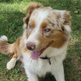 Athena - Australian Shepherd