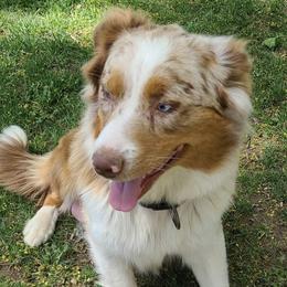 Athena - Australian Shepherd