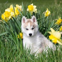 Siberian Husky Puppies from Stoli Siberians