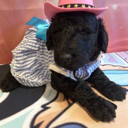 Geneva - Silver female Poodle puppy in Mobile, Alabama from Semmy’s Standard Poodle LLC