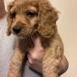 Cockapoo Puppies from Shimmer of Hope