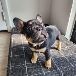 Twixie - Black and tan French Bulldog puppy in Euless, Texas from Moki&Mello