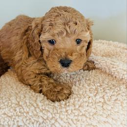 Alvin - Red male Cavapoo puppy in St George, Utah from Pearson's Poodles