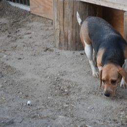 Lucia - Beagle