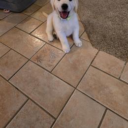 Girl 1 (green collar) Claire - Light golden female Golden Retriever puppy in Elizabeth, Colorado from Blazing Star Goldens