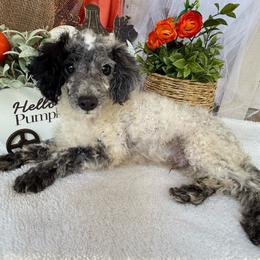 Jasper - Parti male Poodle puppy in West Plains, Missouri from Suncreek Puppies