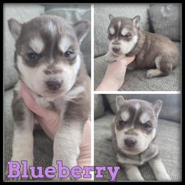 Blueberry - Red and white female Siberian Husky puppy in Wheeler, Michigan from Haase Family Kennels
