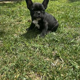 Laddie - Brindle male French Bulldog puppy in St Inigoes, Maryland from Cedar Croft Kennel