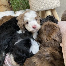 Bernedoodle, Cavapoo, and Goldendoodle Puppies from Doodle Amore