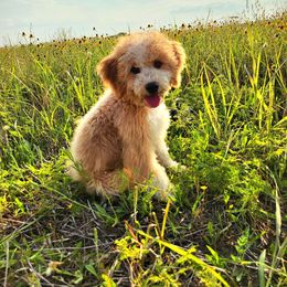 Cheyenne - Bernedoodle