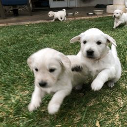 Golden Retriever Puppies from Dream Goldens
