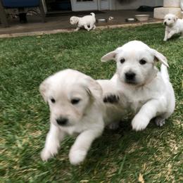 Golden Retriever Puppies from Dream Goldens