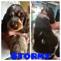 Storm - Tri-Roan male English Springer Spaniel puppy in Spokane, Washington from Prairie Lane Springer Spaniels