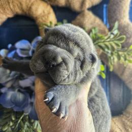 Chinese Shar-Pei Puppies from DCSHARPEI