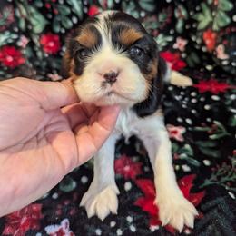 Miss Jane AKC - Tri-color female Cavalier King Charles Spaniel puppy in Placerville, California from Quartz Mountain Doodles