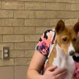 Mina - Basenji