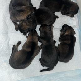 4th choice female - Sable female German Shepherd puppy in Lucasville, Ohio from Trusting Hearts Kennel