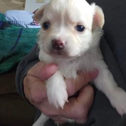 Beamer - Cream and white male Chihuahua puppy in Greenfield, Ohio from Paradise Chihuahua Kennel