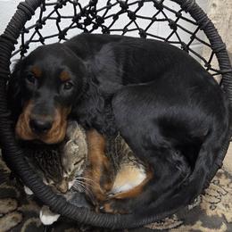 Boy 4 - Black and tan male Gordon Setter puppy in Milton, Florida from Katherine's Golden Retrievers, Gordon Setters, and English Setters