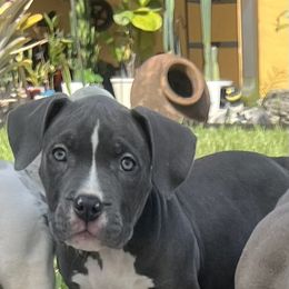 American Bully Puppies from King Bane's Bullies