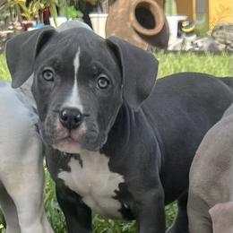 American Bully Puppies from King Bane's Bullies