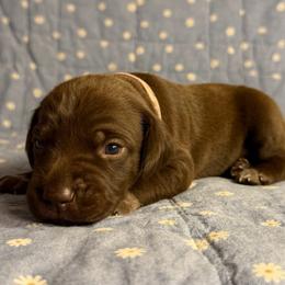 Penelope - Liver female German Shorthaired Pointer puppy in Edenton, North Carolina from Bockelman GSP’s