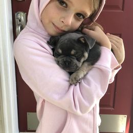 French Bulldog Puppies from Ross Family Frenchies