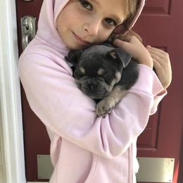 French Bulldog Puppies from Ross Family Frenchies