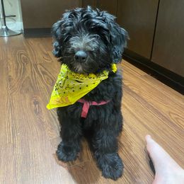 Bordoodle and Poodle Puppies from 5 Cent Canine Co.