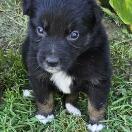 Simba - Black tri-color male Australian Shepherd puppy in Harrah, Oklahoma from Whippoorwill Aussies of Oklahoma