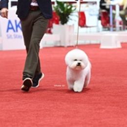 Bichon Frises from Knudsen Bichon Frise