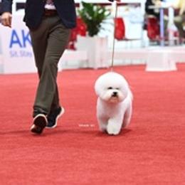 Bichon Frises from Knudsen Bichon Frise