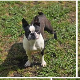 Claire - Black brindle and white female Boston Terrier puppy in Ringgold, Georgia from A-K Boston Terriers