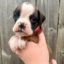 Red - Goose - Fawn male Boxer puppy in Watervliet, New York from Shamrock's Boxers