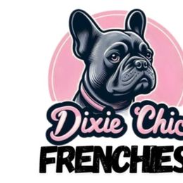 French Bulldogs from Dixie Chic Frenchies