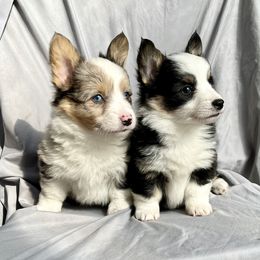 American Corgi, Basset Hound, and Pembroke Welsh Corgi Puppies from High Hopes Hounds