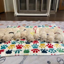 Male Pick 2 - Light golden male Golden Retriever puppy in Piedmont, South Carolina from The Farm at Saluda Ridge