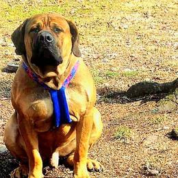 Ootlaw - Boerboel