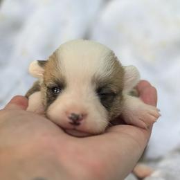 Rory - White and red female Pembroke Welsh Corgi puppy in Hope, Arkansas from Foxy Knoll Farm