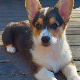 Pembroke Welsh Corgis from River Run Farm Kennels