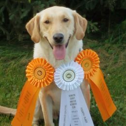 Labrador Retrievers from Bustin’ Water Kennels