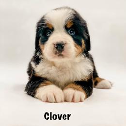 Clover - Black rust and white female Bernese Mountain Dog puppy in Hudson, Indiana from TurkeyCreek-K9